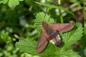 Hemaris croatica